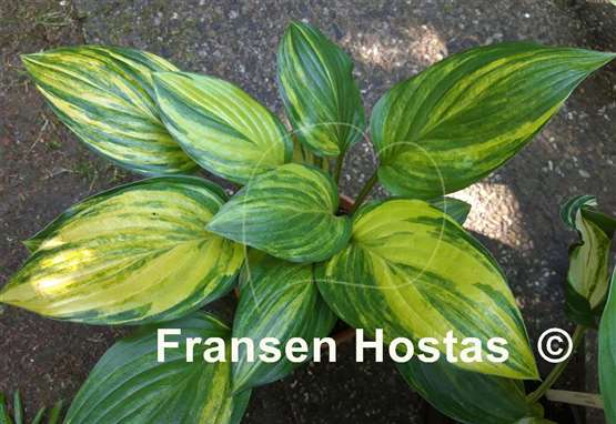 Hosta Splashed Leather